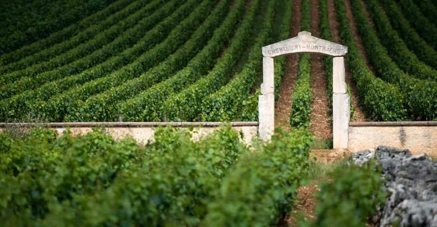 Burgundy Vineyards: Luxury Private Tours - Reading the vineyards around Corton
