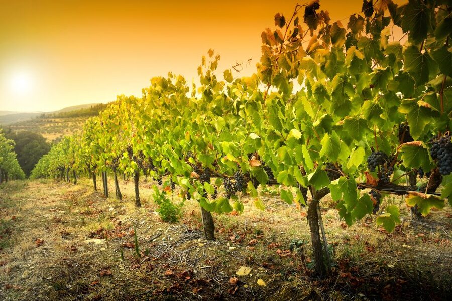 Cáceres: Winery Tour and Wine Tasting with Local Guide - Who should book this winery experience?