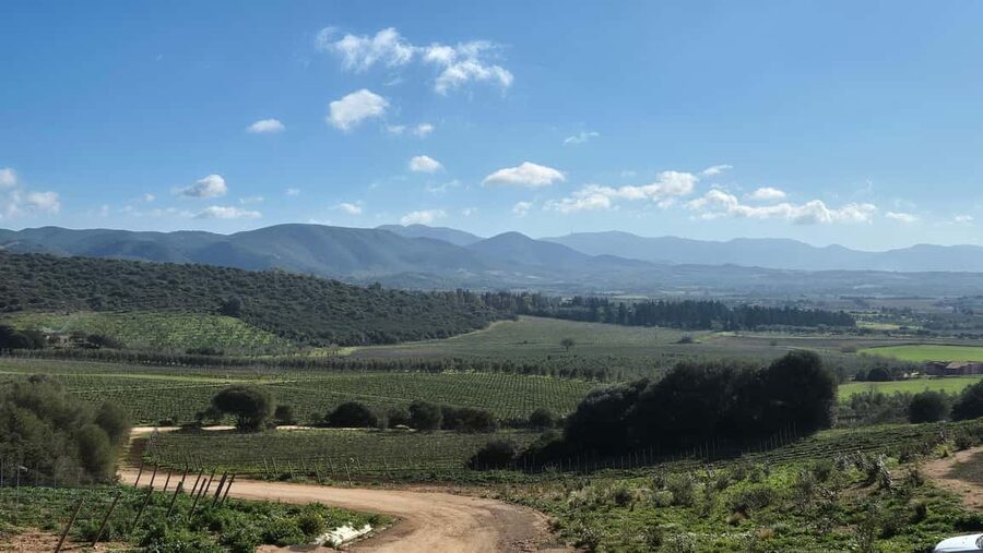 Cagliari - Guided tour of the vineyard and winery with tasting of 5 wines - Inside the winery, from harvest to aging