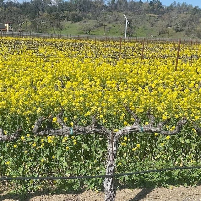 Calistoga: Napa Valley Cycling and Winery Tour with Picnic - Two winery stops, with tasting fees on top