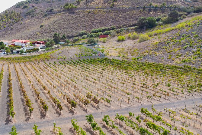 Canarian Wine Experience at Bodega los Lirios - Key Points Before You Book