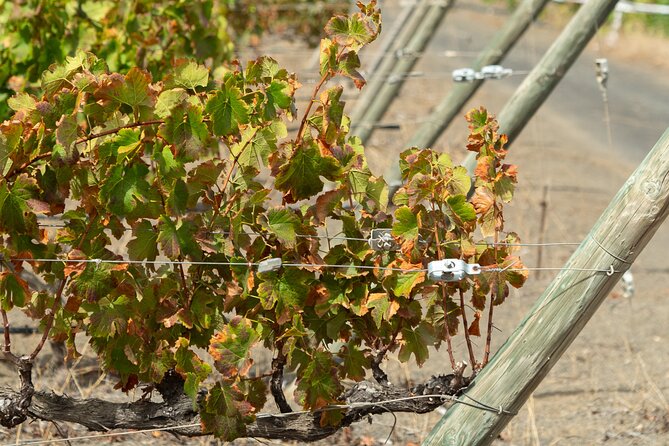 Canarian Wine Experience at Bodega los Lirios - Getting There and Planning the Visit