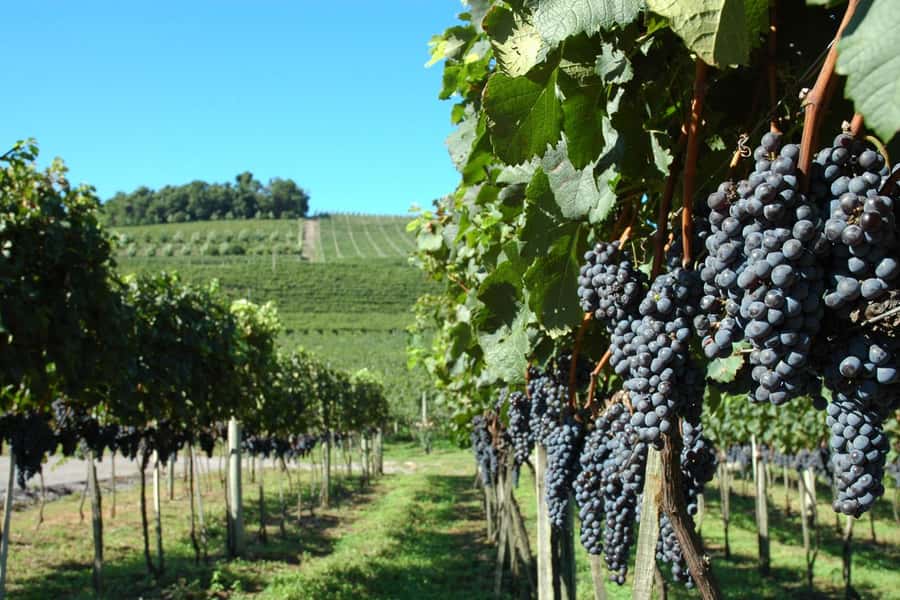 Canela/Gramado: South Wineries, Wine Train, & Italian Park - Key points to know before booking