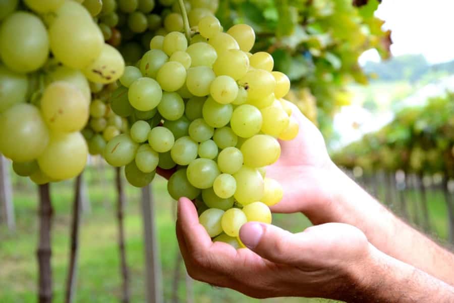 Canela/Gramado: South Wineries, Wine Train, & Italian Park - A full day from Gramado and Canela to Serra Gaúcha wine country