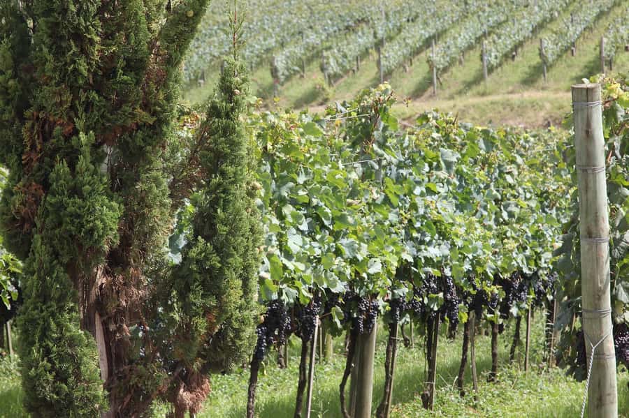 Canela/Gramado: South Wineries, Wine Train, & Italian Park - What the $109 price really covers