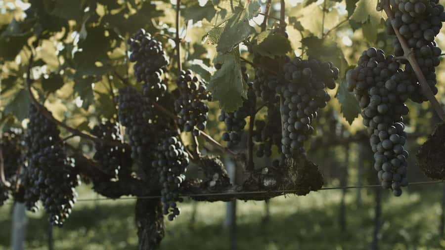 Canela/Gramado: South Wineries, Wine Train, & Italian Park - Timing, comfort, and who should book
