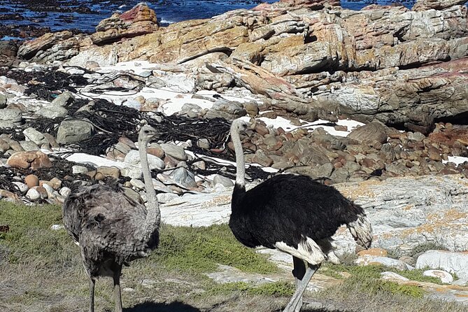 Cape of Good Hope and Cape Winelands Day Tour from Cape Town - Cape Point combines scenery and wildlife