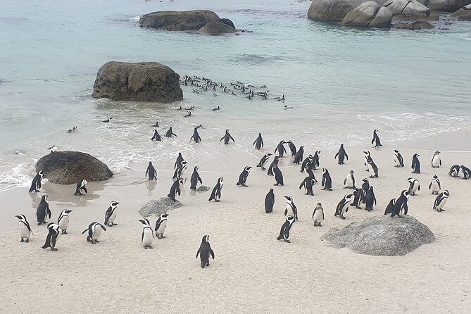 Cape of Good Hope and Cape Winelands Day Tour from Cape Town - What the $160 price really covers