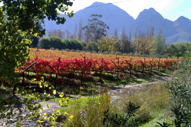 Cape of Good Hope and Cape Winelands Day Tour from Cape Town - The private format and guide make a difference