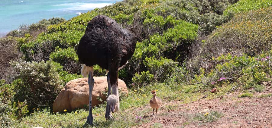 Cape Peninsula and Winelands Private Full-Day Combo Tour - Boulders Beach brings you close to African penguins