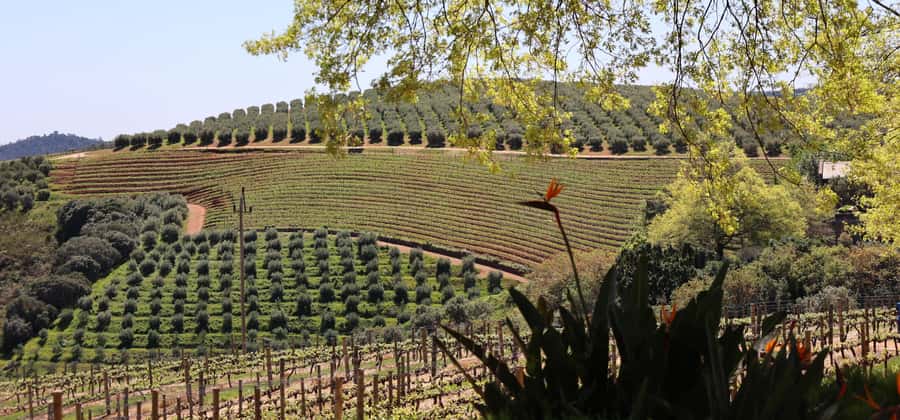 Cape Peninsula and Winelands Private Full-Day Combo Tour - Boys Drive leads back toward Constantia