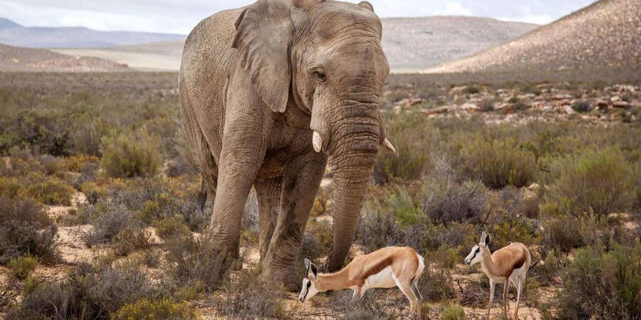 Cape Town: Aquila Reserve Safari with Lunch and Winery Visit - Small details that make the day easier