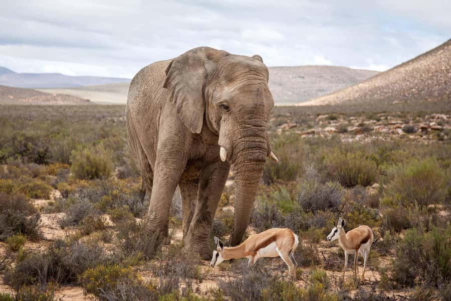 Cape Town: Aquila Reserve Safari with Lunch and Winery Visit - A Big Five safari without leaving Cape Town for days
