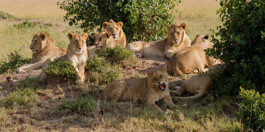 Cape Town: Aquila Reserve Safari with Lunch and Winery Visit - Two to three hours on the Aquila game drive
