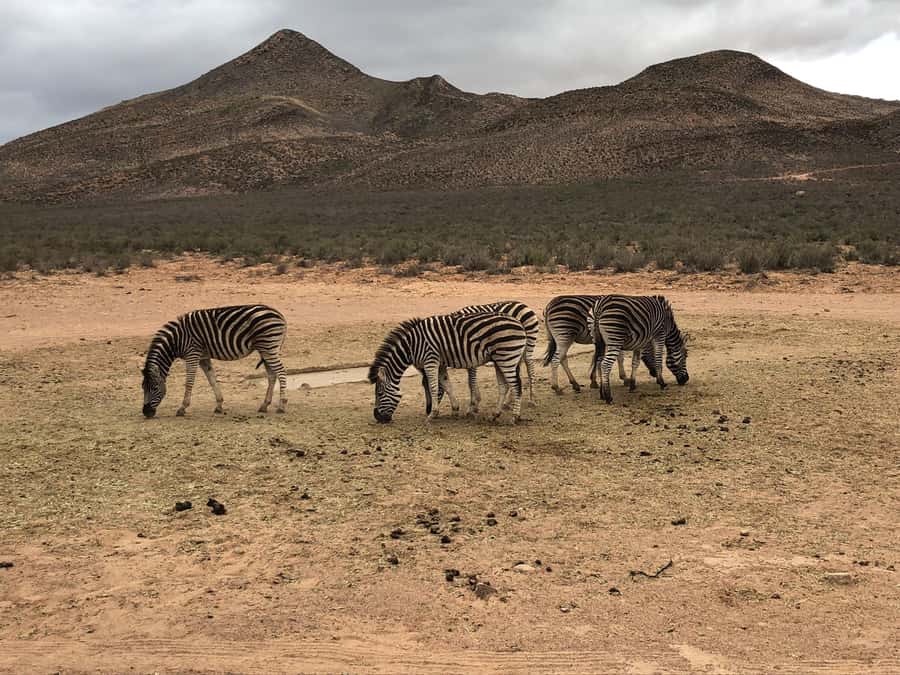 Cape Town: Aquila Reserve Safari with Lunch and Winery Visit - Lunch at the lodge gives the day a useful pause