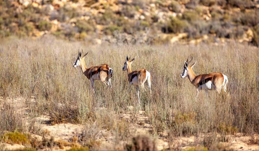 Cape Town: Aquila Reserve Safari with Lunch and Winery Visit - What the $123 price really covers