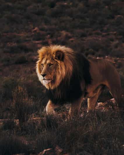 Cape Town: Aquila Reserve Safari with Lunch and Winery Visit - The ride back and the shape of the day