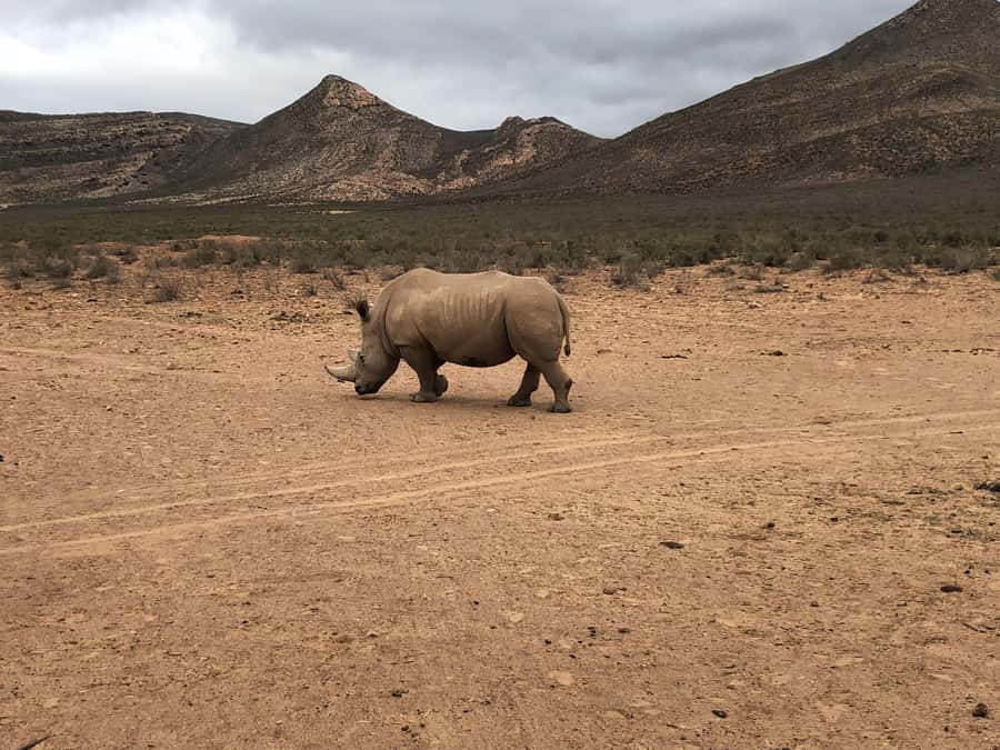 Cape Town: Aquila Reserve Safari with Lunch and Winery Visit - Who will get the most from this tour