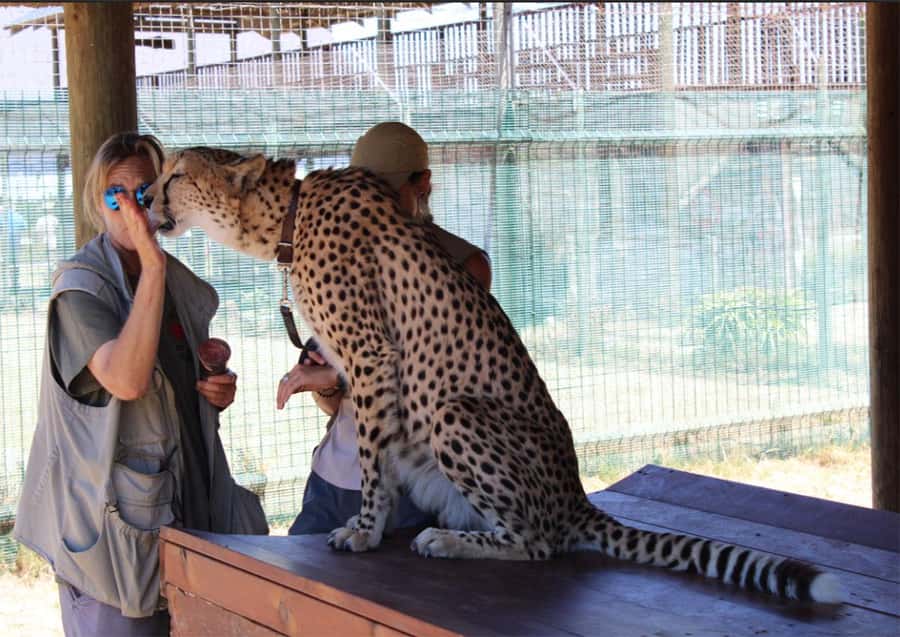 Cape Town: Cheetah Outreach and Winelands Day Tour - Key points to know before booking