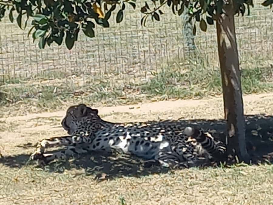 Cape Town: Cheetah Outreach and Winelands Day Tour - L’Avenir Country Lodge brings the first wine stop