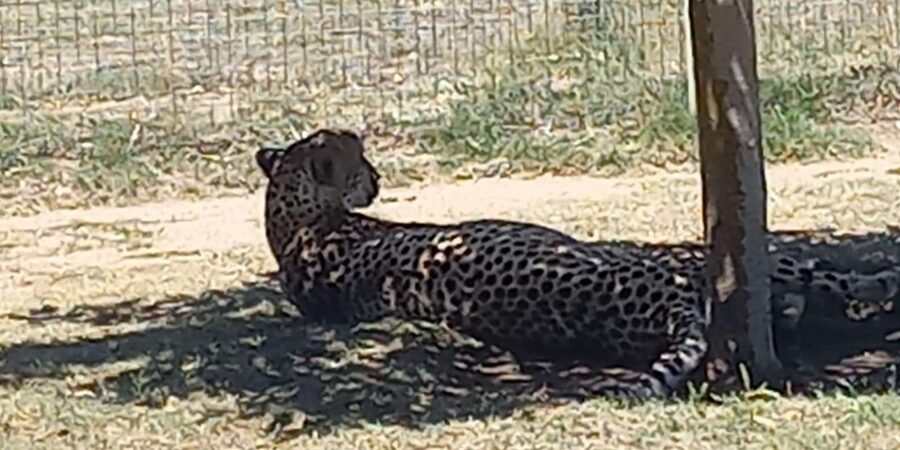 Cape Town: Cheetah Outreach and Winelands Day Tour - Spier Wine Farm adds time for tasting and browsing