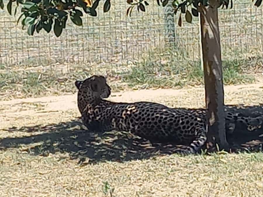 Cape Town: Cheetah Outreach and Winelands Day Tour - Is $155 a fair price for eight hours?