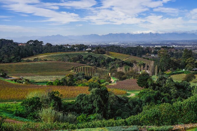 Cape Town: Constantia Wine Route Tour - La Motte: heritage, art, and balanced wines