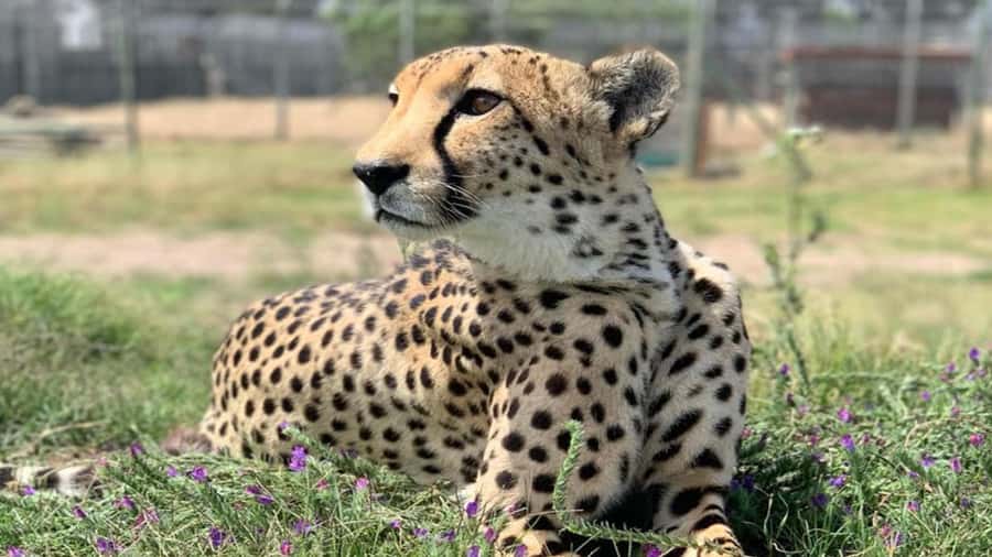Cape Town Full-Day Cheetah Outreach & Winelands Private Tour - Why combine cheetahs with Cape wine country?