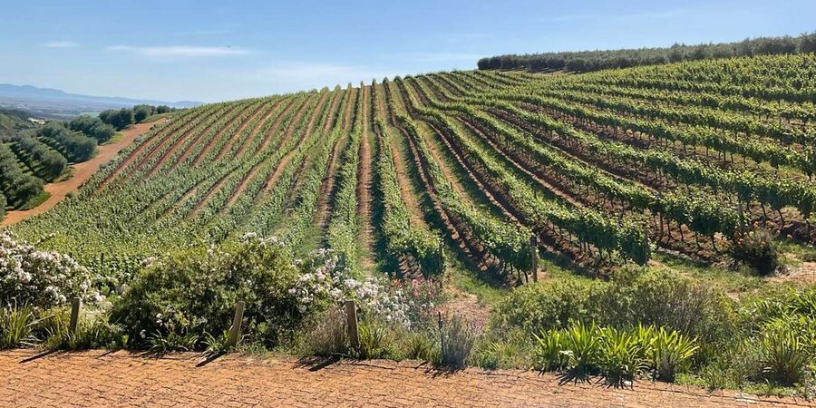 Cape Town Full-Day Cheetah Outreach & Winelands Private Tour - Four wineries and four hours in Stellenbosch
