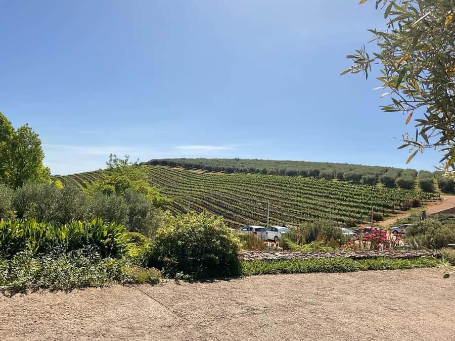 Cape Town Full-Day Cheetah Outreach & Winelands Private Tour - Franschhoek’s two-hour tasting finish