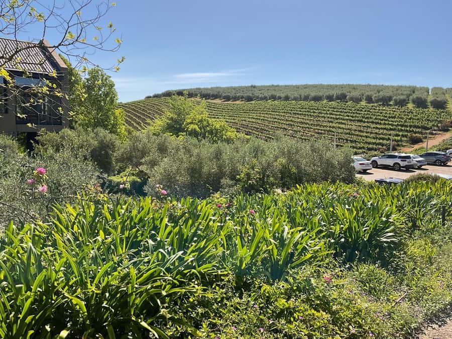 Cape Town Full-Day Cheetah Outreach & Winelands Private Tour - Who should book this day?