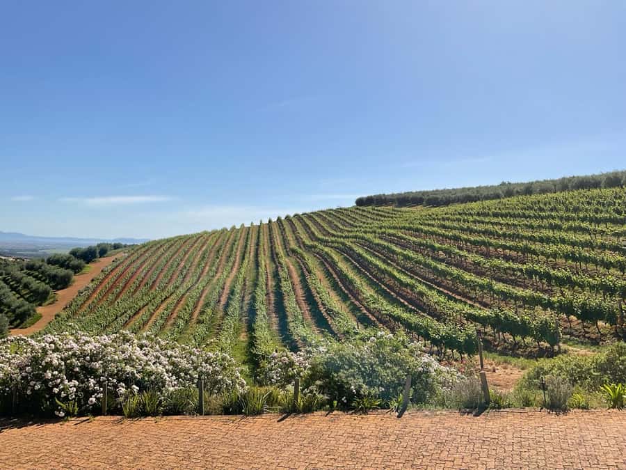 Cape Town Full-Day Cheetah Outreach & Winelands Private Tour - The first 45 minutes from Cape Town