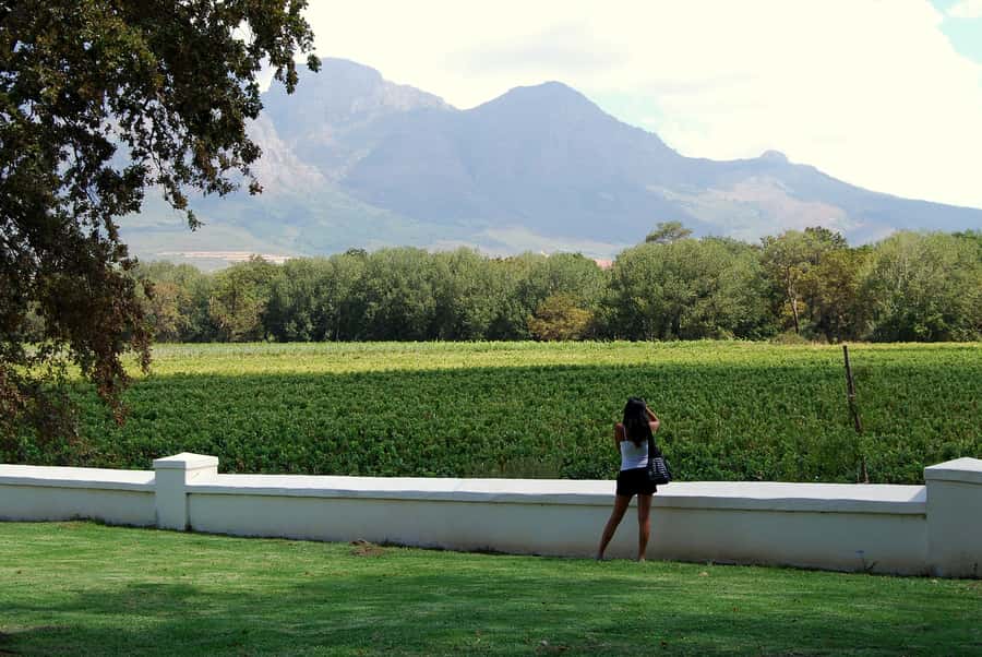 Cape Town: Full-Day Winelands Tour with Wine Tastings & Food - Five things to know before you go