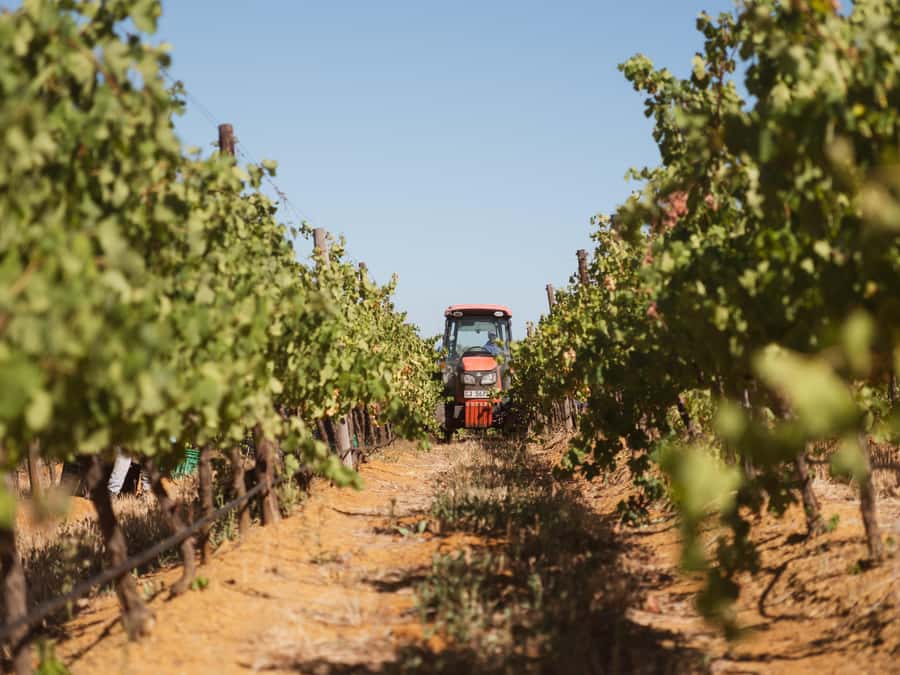Cape Town: Full-Day Winelands Tour with Wine Tastings & Food - Cheese and chocolate are more than side dishes