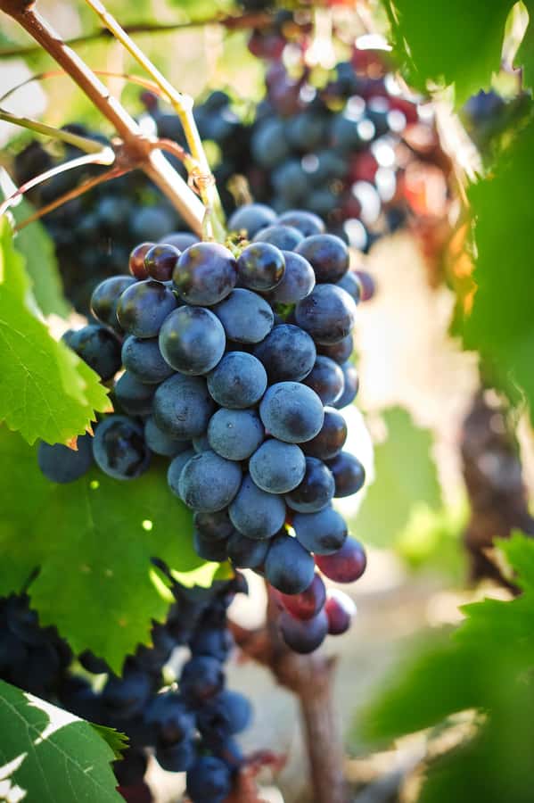 Cape Town: Full-Day Winelands Tour with Wine Tastings & Food - Lunch at a vineyard, usually later than expected