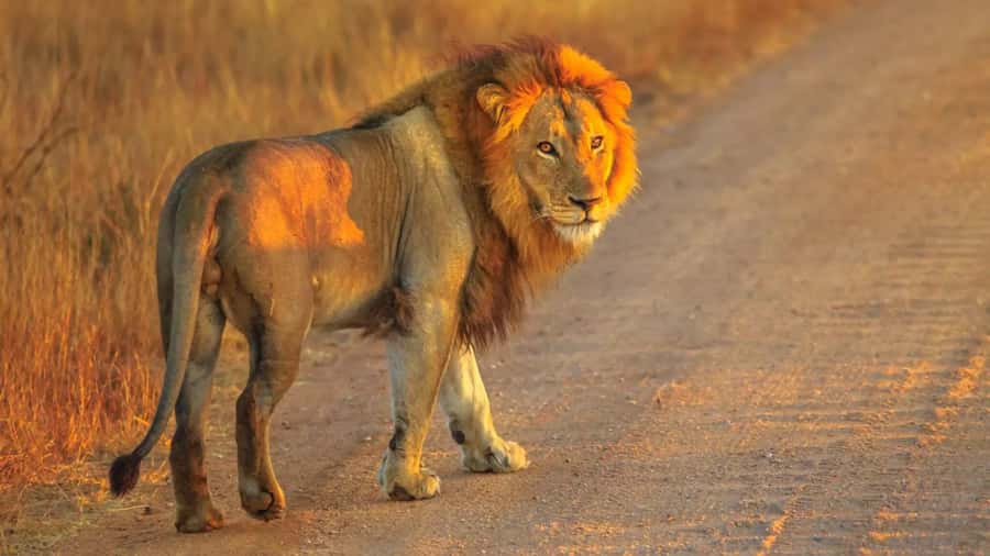 Cape Town: Private Aquila Reserve Safari with Winery Lunch - Two hours from Cape Town to the African bush