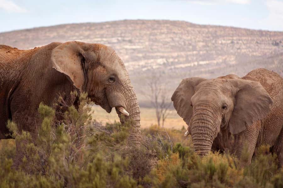 Cape Town: Private Aquila Reserve Safari with Winery Lunch - The 4x4 game drive and the Big Five search