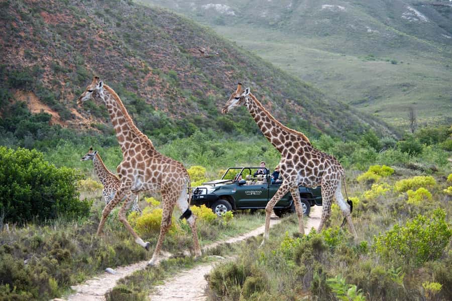 Cape Town: Private Aquila Reserve Safari with Winery Lunch - What the $185 price really buys you