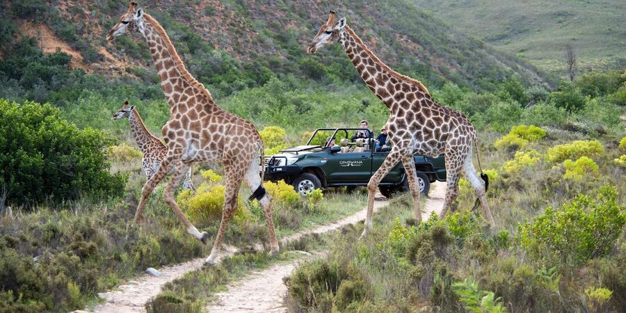 Cape Town: Private Aquila Reserve Safari with Winery Lunch - Who will enjoy this Cape Town safari most