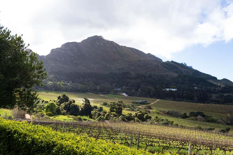Cape Town: Private Half Day Winelands Tour - What your five hours look like