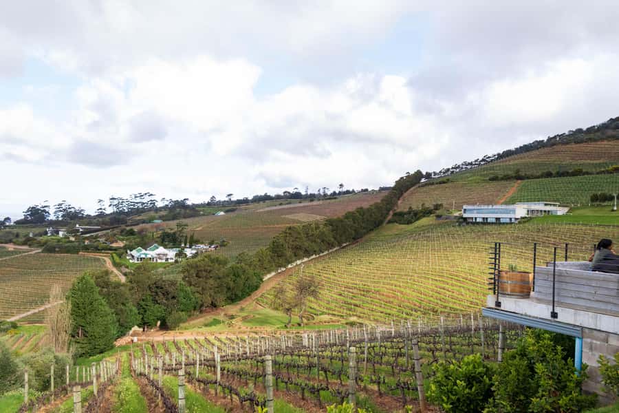 Cape Town: Private Half Day Winelands Tour - The estates and what makes each area different