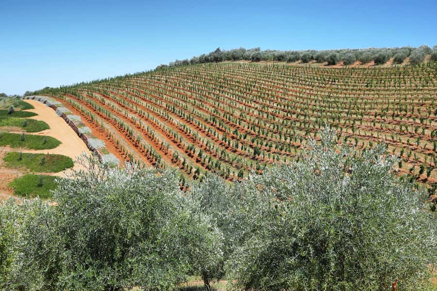 Cape Town: Wine Tram & Winelands Tour with Tastings & Pickup - Choosing between small group, private, and transport-only