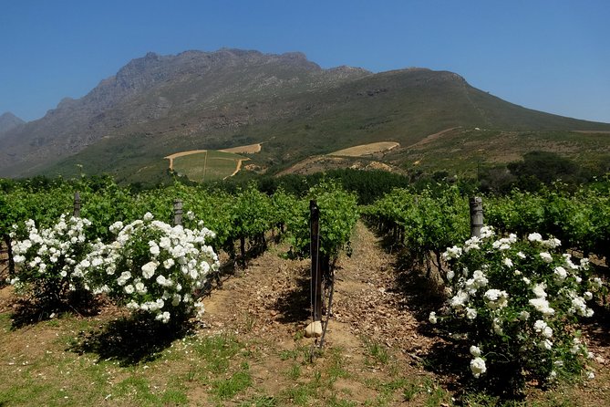 Cape Town Winelands Stellenbosch Private Afternoon Tour - Private transport, timing, and the return to Cape Town