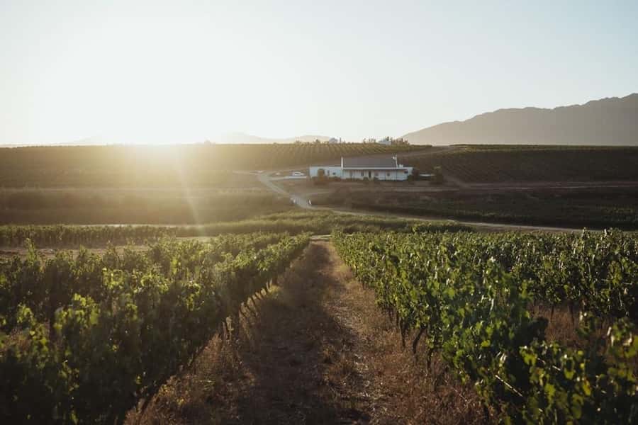 Cape Town: Winelands Wine Tour & Wine Tasting with Lunch - Should you book this Cape Town wine tour?