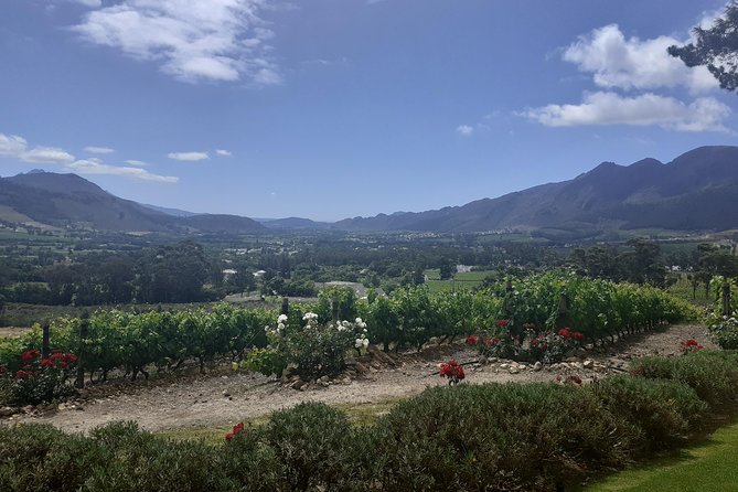 Cape Winelands and Wine Tasting Full Day Tour - Stellenbosch: oak trees, Cape Dutch buildings, and town life