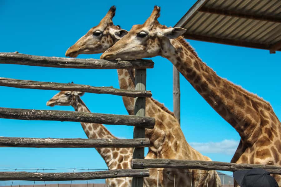 Cape Winelands Family Tour & Wildlife Encounter - Why this family day works better than a standard wine tour