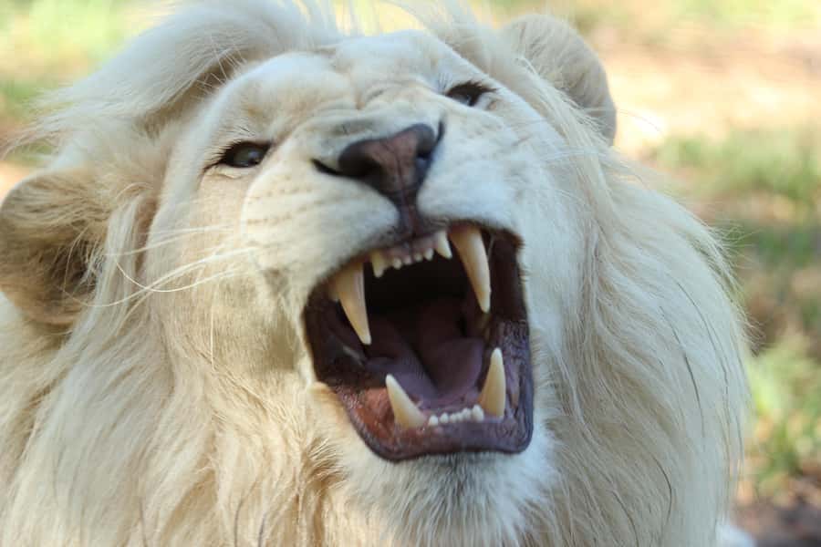 Cape Winelands Family Tour & Wildlife Encounter - Meeting the big cats at Drakenstein Lion Park