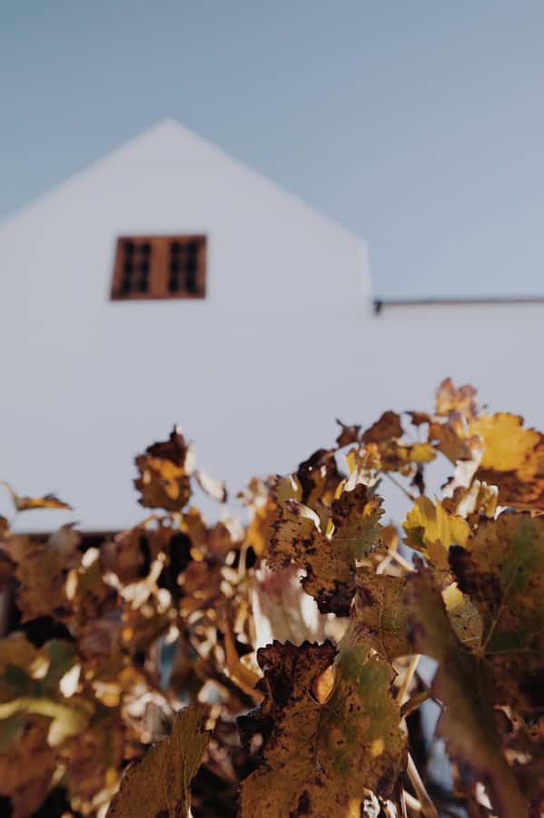 Cape Winelands Family Tour & Wildlife Encounter - Fairview’s food stop with only 30 minutes