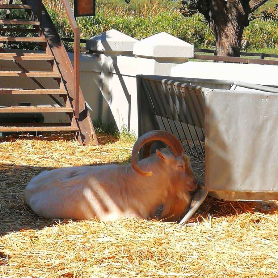 Cape Winelands Family Tour & Wildlife Encounter - From Cape Town to Giraffe House