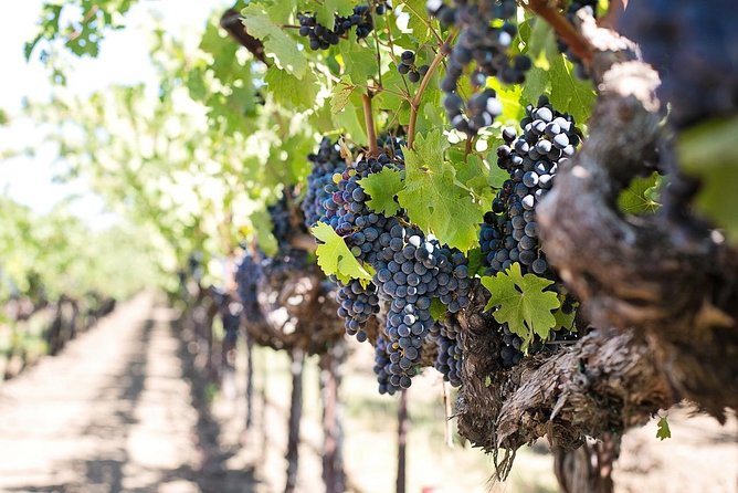 Cape Winelands shared day tour from Cape Town to Stellenbosch and Franschhoek - Stellenbosch town, architecture, and university life